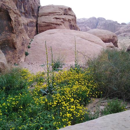 Welcome To Wadi Rum Camp Hotell Exteriör bild