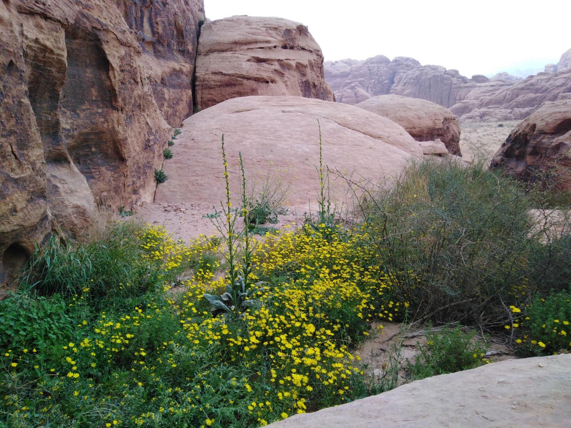 Welcome To Wadi Rum Camp Hotell Exteriör bild